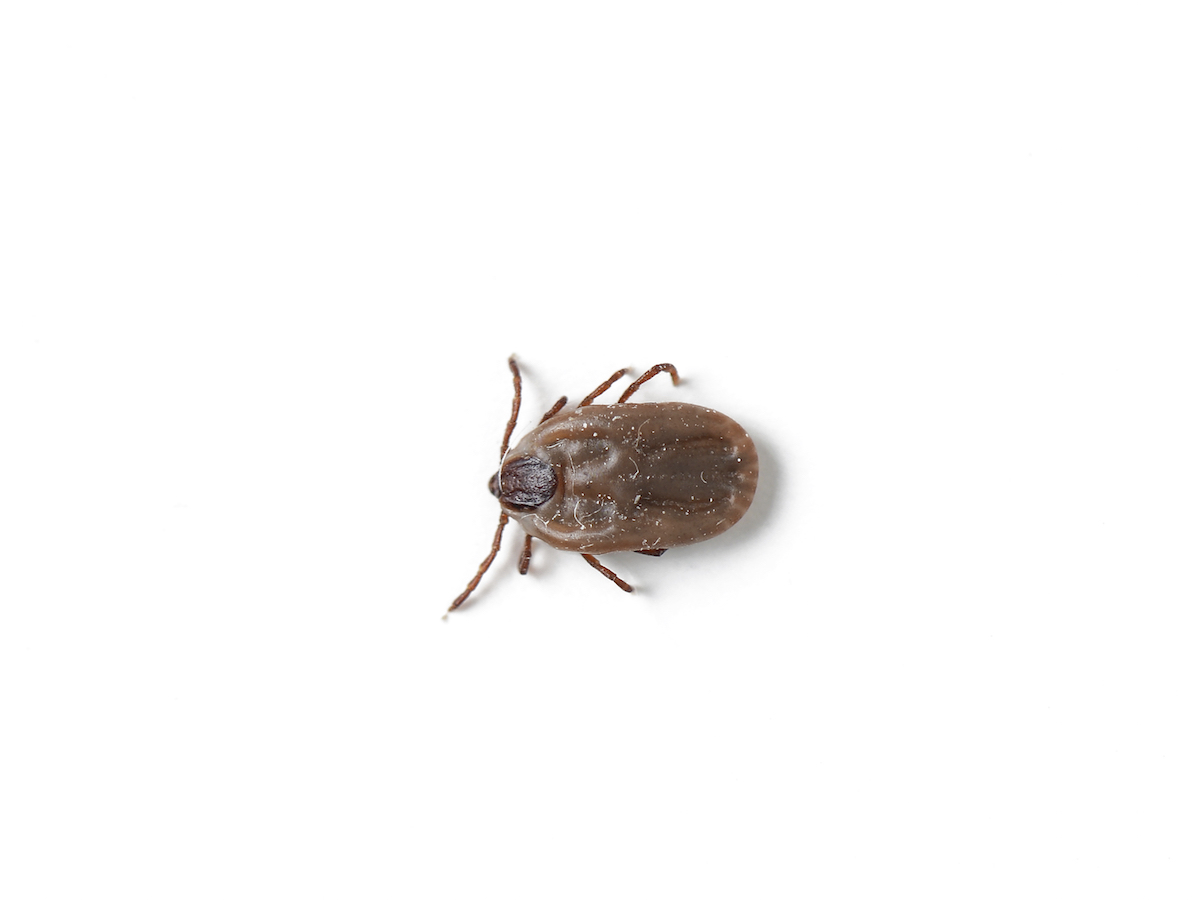 Brown Ticks What you need to know! Gawler Animal Hospital